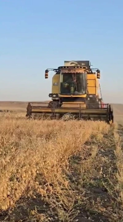 Kars’ta nohut hasadı başladı
