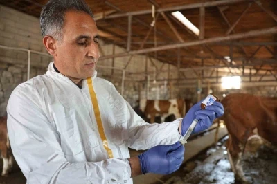 Kars’ta Tarım Orman Müdürü Aydın kolları sıvadı, büyükbaş hayvanları aşıladı
