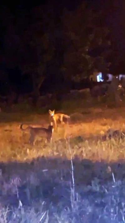 Kars’ta tilki ile kedilerin oyunu kameraya yansıdı
