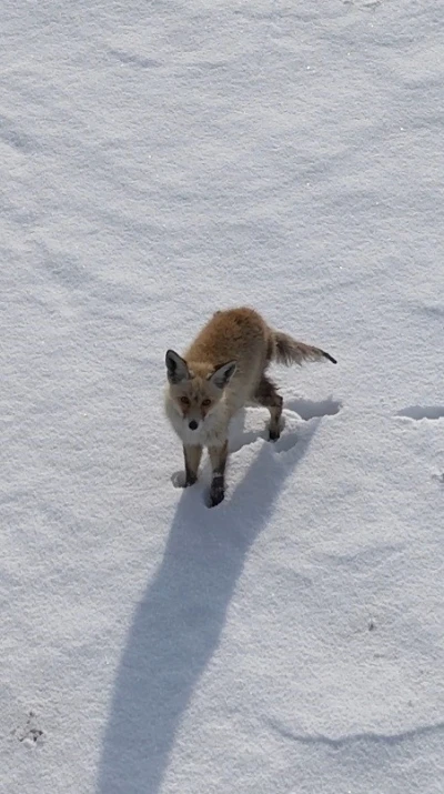 Kars&rsquo;ta tilkinin dronla imtihanı: &Ouml;nce baktı, sonra hızla ka&ccedil;tı

