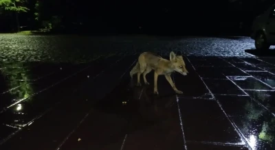 Kars&rsquo;ta vatandaş yağmur altında kızıl tilkiyi besledi: O anlar kamerada
