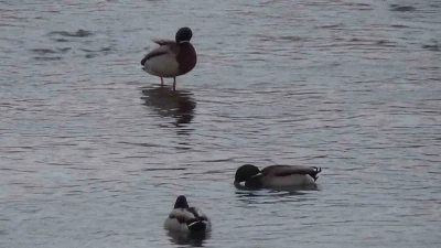 Kars&rsquo;ta yaban hayatı şehre indi: Yeşilbaş &ouml;rdeklerin yemek mesaisi kamerada
