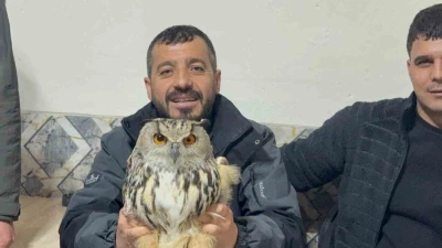 Kars&rsquo;ta yaralı puhuya şefkat eli
