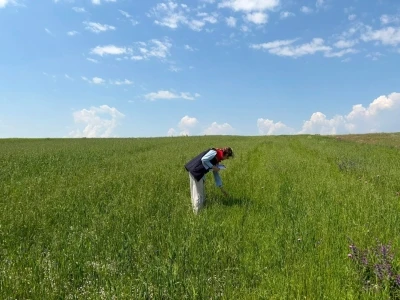 Kars&rsquo;ta yem bitkileri tespit &ccedil;alışmaları aralıksız s&uuml;r&uuml;yor
