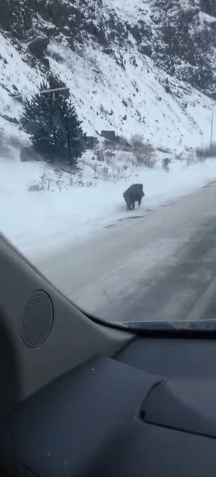 Kars&rsquo;ta yol kenarında ilerleyen domuz cep telefonuyla kaydedildi
