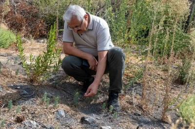 Karşıyaka Yamanlar’da yanan ormanlar yeşeriyor
