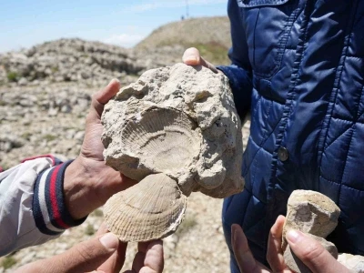 Kastamonu-Çankırı sınırındaki 2 bin 587 rakımlı dağın zirvesinde deniz fosilleri bulundu
