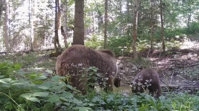 Kastamonu’da anne ayı ve yavrusu, su içerken fotokapana yakalandı
