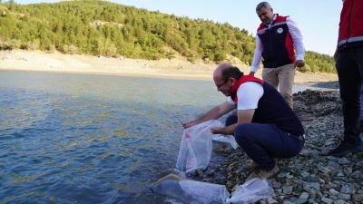 Kastamonu’da baraj ve göletlere 656 bin yavru sazan balığı salındı
