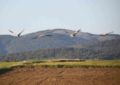 Kastamonu&rsquo;da g&ouml;rsel ş&ouml;len: Turna ailesi g&ouml;&ccedil; yolunda g&ouml;r&uuml;nt&uuml;lendi
