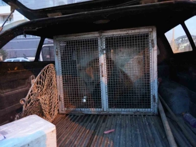 Kastamonu’da ilçenin maskotu haline gelen yavru ayılar, koruma altına alındı
