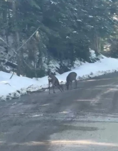 Kastamonu&rsquo;da karacalar su i&ccedil;erken g&ouml;r&uuml;nt&uuml;lendi
