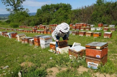 Kastamonu’da kestane balında üretim sezonu sona erdi: Rekolte her yıl azalıyor
