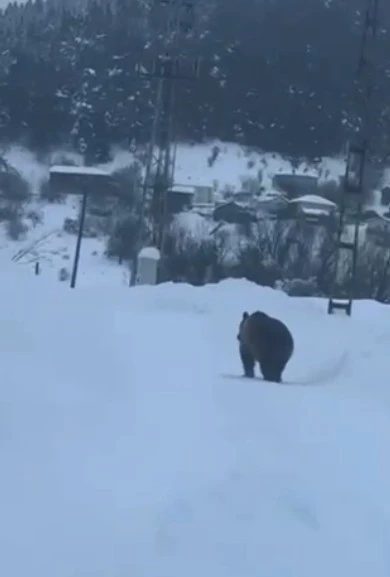 Kastamonu&rsquo;da kış uykusuna yatamayan bozayı kamerada
