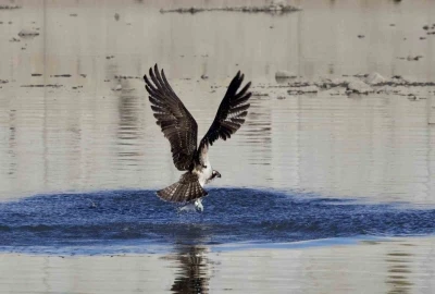 Kastamonu’da kuş fotoğrafçıları avlanan balık kartallarını görüntüledi
