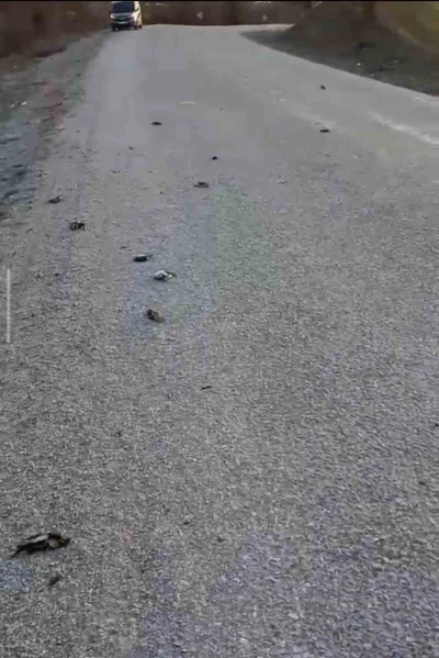 Kastamonu&rsquo;da onlarca kuş yolda telef olmuş halde bulundu

