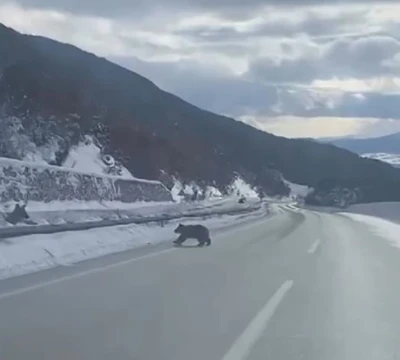 Kastamonu&rsquo;da ormanlık alanda karda ilerleyemeyen bozayı g&uuml;ld&uuml;rd&uuml;
