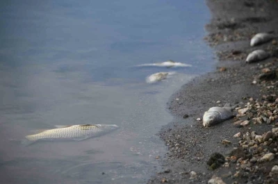 Kastamonu’da su seviyesi düşen barajda ölen balıklar kıyıya vurdu
