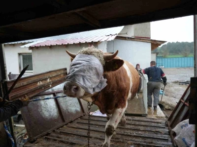 Kastamonu&rsquo;dan İstanbul&rsquo;a kurbanlık hayvan sevkiyatları başladı
