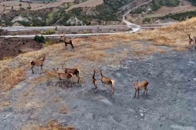 Kastamonu’nda kızıl geyikler kameralara yansıdı
