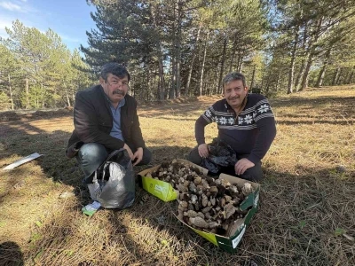 Kastamonu ormanlarında kuzug&ouml;beği mantarı bolluğu
