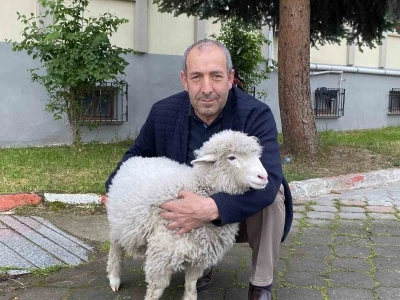 Kavak Adliyesi&rsquo;nin sevimli maskotu: Kuzu Tertip

