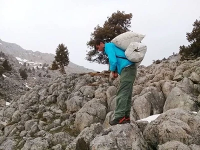 Kayalıklarda yetişiyor, sofralara lezzet katıyor: &Ccedil;iriş otu
