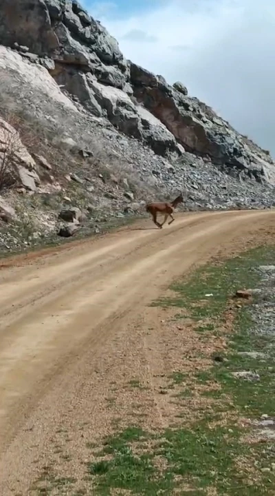 Kayalıklardan s&uuml;z&uuml;len zarafet kameralarda
