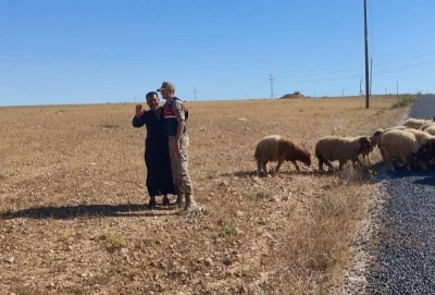 Kaybolan k&uuml;&ccedil;&uuml;kbaş hayvanları jandarma buldu
