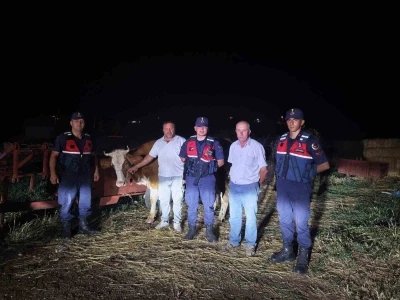 Kayıp b&uuml;y&uuml;kbaş hayvan jandarma tarafından bulundu
