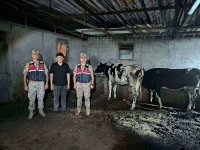 Kayıp b&uuml;y&uuml;kbaş hayvanlar jandarma ekiplerince bulundu
