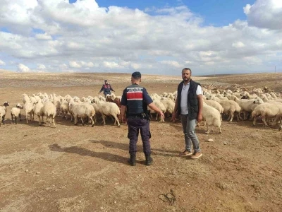 Kayıp küçükbaş hayvanları jandarma buldu
