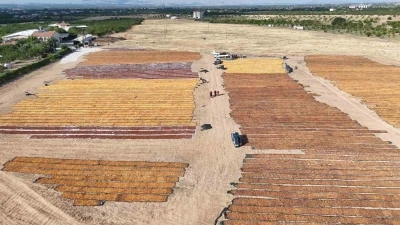 Kayısının kurutulma yolculuğu havadan g&ouml;r&uuml;nt&uuml;lendi
