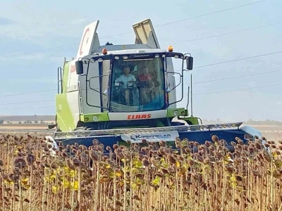 Kaymakam, üreticiyle ayçiçeği hasat etti
