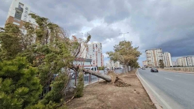 Kayseri&rsquo;de şiddetli r&uuml;zgar ağacı k&ouml;k&uuml;nden s&ouml;kt&uuml;
