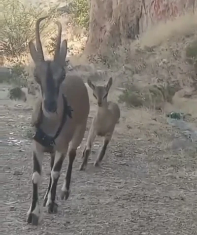Kazankaya Kanyonu’na bırakılan keçiler yavrulayıp çoğalıyor
