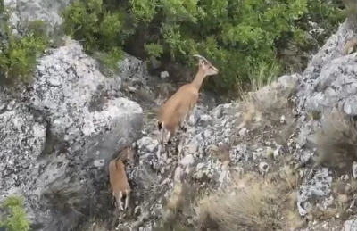 Kazankaya Kanyonu’nda  yaban keçileri ve yavruları dronla görüntülendi
