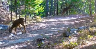 Kazdağları’nın sessiz ve zarif efendisi
