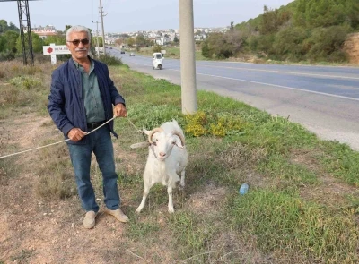 Keçileri ile tatil yapıyor
