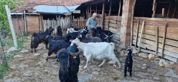 Ke&ccedil;ilerini otlatırken şiir yazıp, t&uuml;rk&uuml; besteliyor
