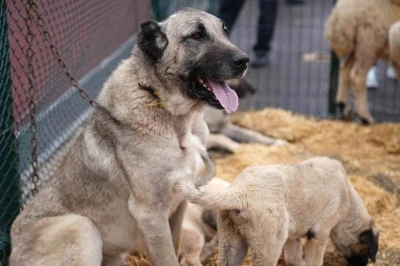 Keçiören’de &quot;Anadolu’ya Açılan Kapı Sivas Günleri&quot; başladı
