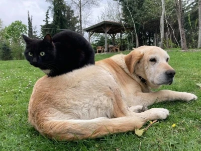 Kedi köpek maması ihracatı bin tonu geçti
