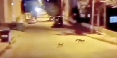 Kedi tarafından saldırıya uğrayan tilki çareyi kaçmakla buldu
