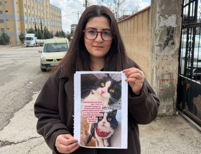 Kedilerini bulana &ccedil;eyrek altın verecekler
