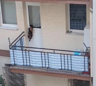 Kedinin balkona mahkum edildiği iddiası polisi harekete geçirdi
