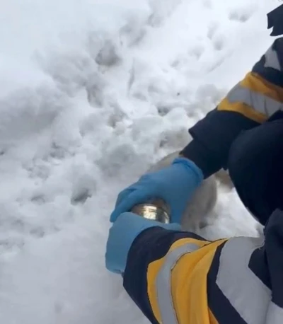 Kedinin başına sıkışan konserveyi sağlık ekipleri &ccedil;ıkardı
