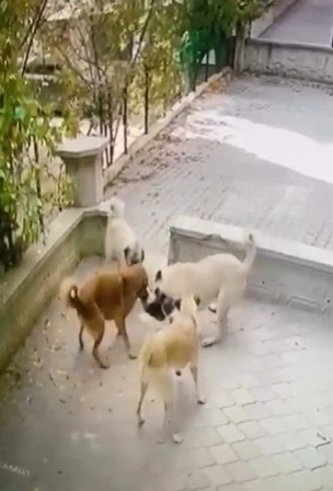 Kediye saldıran köpek sürüsü kameraya yansıdı
