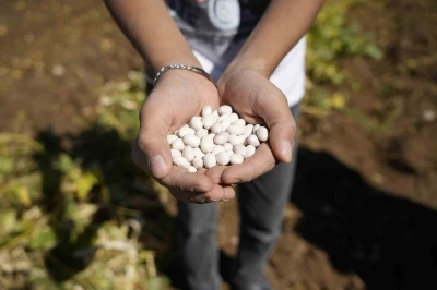 Kelkit’in coğrafi işaretli şeker fasulyesinin hasadı başladı
