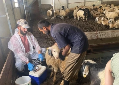 Kemah&rsquo;ta k&uuml;&ccedil;&uuml;kbaş hayvanlar i&ccedil;in sağlık taraması yapıldı
