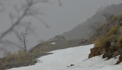Kemaliye&rsquo;de vaşak ve kızıl akbaba doğal yaşam alanlarında g&ouml;r&uuml;nt&uuml;lendi
